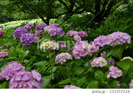 幸手市権現堂堤のアジサイの花 幸手市権現堂堤のアジサイの花 131557228