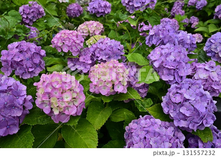 幸手市権現堂堤のアジサイの花 幸手市権現堂堤のアジサイの花 131557232