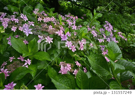 幸手市権現堂堤のアジサイの花 幸手市権現堂堤のアジサイの花 131557249