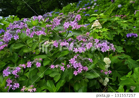 幸手市権現堂堤のアジサイの花 幸手市権現堂堤のアジサイの花 131557257