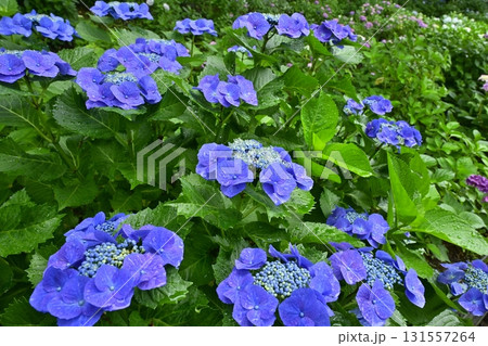 幸手市権現堂堤のアジサイの花 131557264