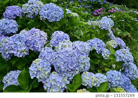 幸手市権現堂堤のアジサイの花 131557269