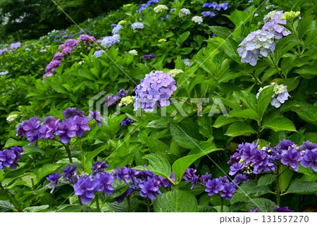 幸手市権現堂堤のアジサイの花 131557270