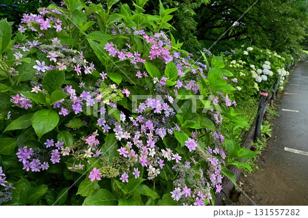 幸手市権現堂堤のアジサイの花 131557282