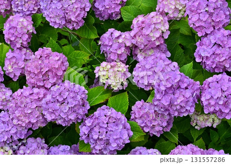 幸手市権現堂堤のアジサイの花 131557286