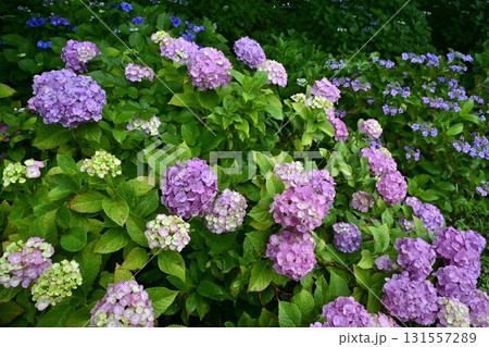 幸手市権現堂堤のアジサイの花 幸手市権現堂堤のアジサイの花 131557289