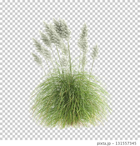3d illustration of bush Cortaderia selloana isolated on transparent backgroun 131557345