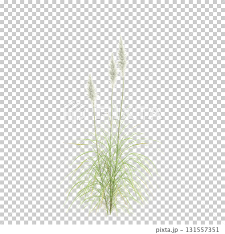 3d illustration of bush Cortaderia selloana isolated on transparent backgroun 3d illustration of bush Cortaderia selloana isolated on transparent backgroun 131557351