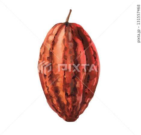 Cocoa pod watercolor illustration cacao tropical fruit exotic bean shell organic chocolate ingredient isolated 131557468