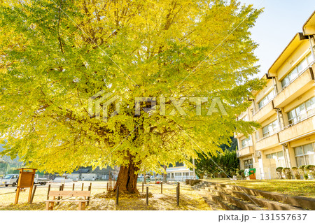 三重県南伊勢町　黄金色に輝く旧穂原小学校の大銀杏 131557637