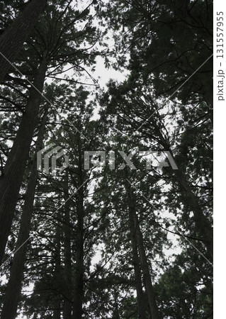 福井県の平泉寺白山神社の風景 福井県の平泉寺白山神社の風景 131557955