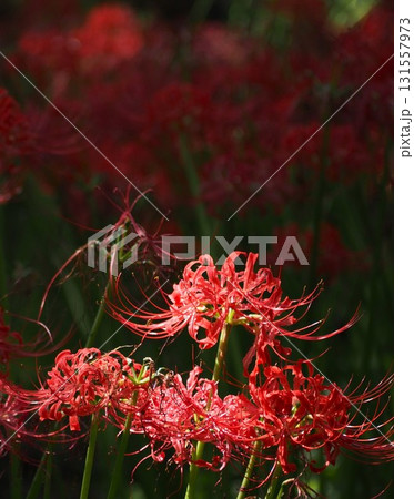 静岡県　曼珠沙華　10月 131557973