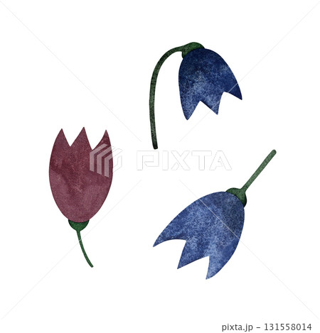 Watercolor tulip buds. Three stylized blue and pink tulip buds isolated on white background. 131558014