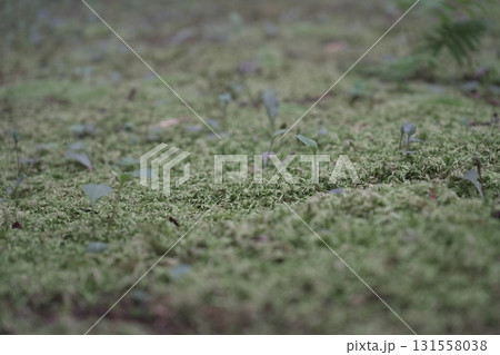福井県の平泉寺白山神社の風景 131558038