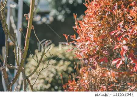 Japanese Gardener 131558047