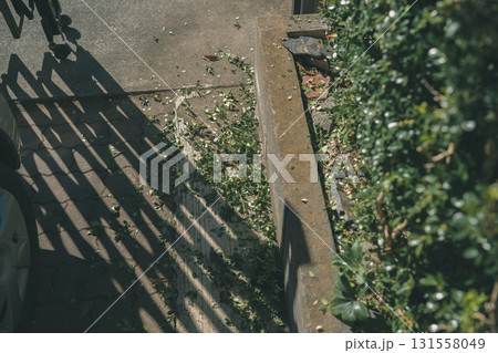 Japanese Gardener 131558049