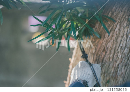 Japanese Gardener 131558056