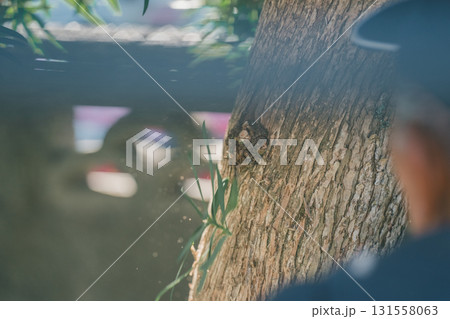 Japanese Gardener Japanese Gardener 131558063