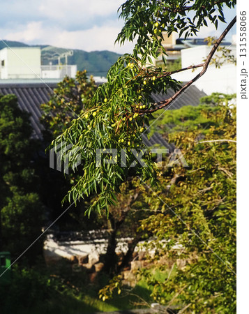 日ざしを浴びた川岸のセンダンの枝(実をつけた栴檀) 日ざしを浴びた川岸のセンダンの枝(実をつけた栴檀) 131558066