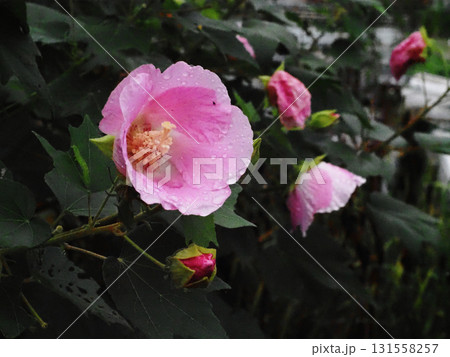 雨に濡れたピンクのフヨウ（芙蓉の花とつぼみのクローズアップ） 131558257