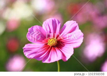 満開のコスモス畑で一輪のコスモスにクローズアップ 131558330