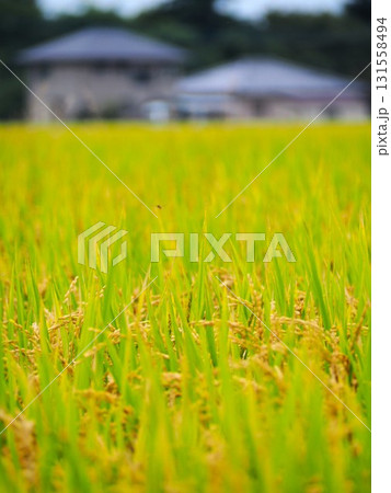 実りの秋 実りの秋 131558494