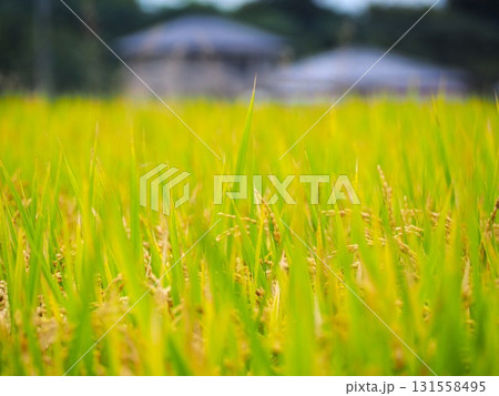 実りの秋 131558495