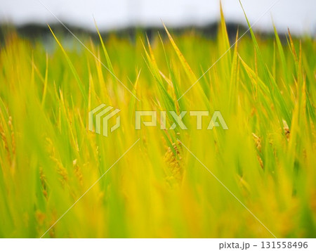 実りの秋 131558496