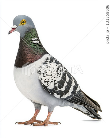 Pigeon Standing Upright with Detailed Feather Patterns Against White Background Pigeon Standing Upright with Detailed Feather Patterns Against White Background 131558606