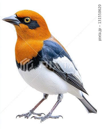 Vibrant Orange and Black Bird Standing with High Fidelity Detail Vibrant Orange and Black Bird Standing with High Fidelity Detail 131558620
