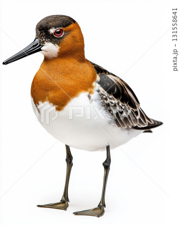Dunlin Standing on White Background with High Fidelity Detail and Clarity Dunlin Standing on White Background with High Fidelity Detail and Clarity 131558641