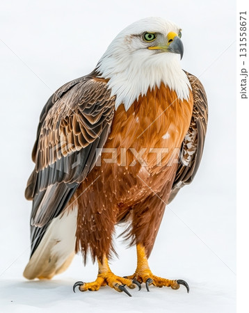 Majestic African Eagle Standing Proudly with Striking Feather Details Majestic African Eagle Standing Proudly with Striking Feather Details 131558671