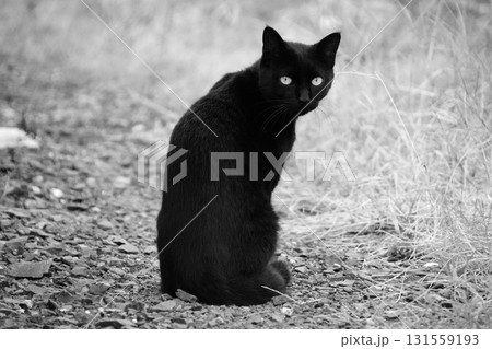 振り向く黒猫 131559193