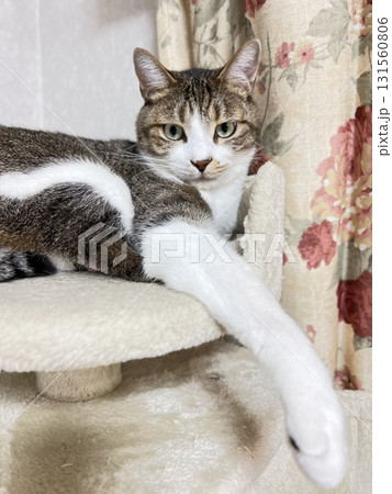 キャットタワーでくつろぐサバトラ猫 131560806