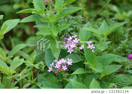 花に止まり羽を休める蝶 花に止まり羽を休める蝶 131561134