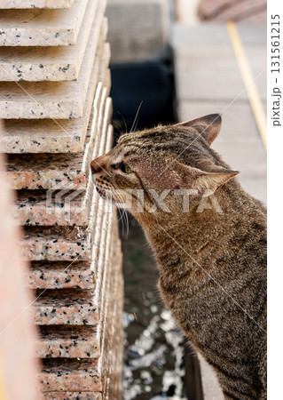 Cat inspecting tiles. High quality photo 131561215