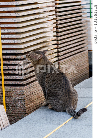 Cat inspecting tiles. High quality photo Cat inspecting tiles. High quality photo 131561218