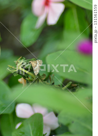 草に止まり羽を休める蝶 131561559