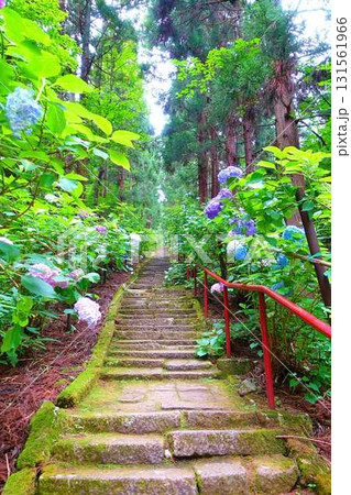 満開のアジサイ　紫陽花　あじさい　出塩文殊堂　山形市 131561966