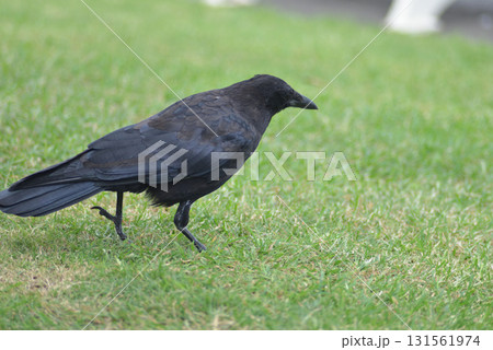 カラスの散歩 131561974