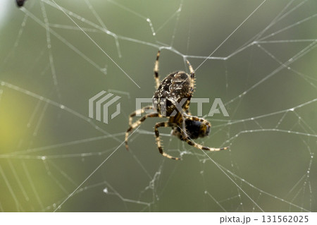 A spider is sitting on a web A spider is sitting on a web 131562025