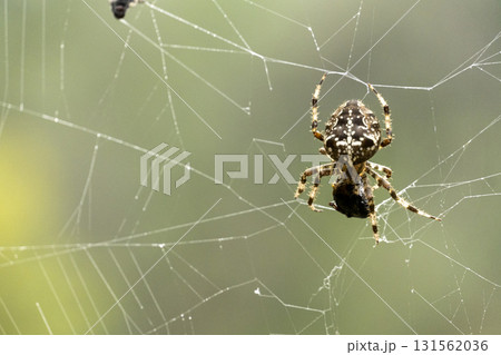 A spider is sitting on a web, with a small insect in its mouth A spider is sitting on a web, with a small insect in its mouth 131562036