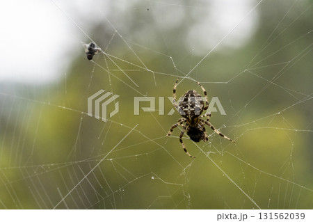A spider is sitting on a web, with a fly in the background A spider is sitting on a web, with a fly in the background 131562039
