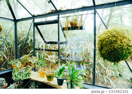 箱根のハロウィンのカボチャ 131562101