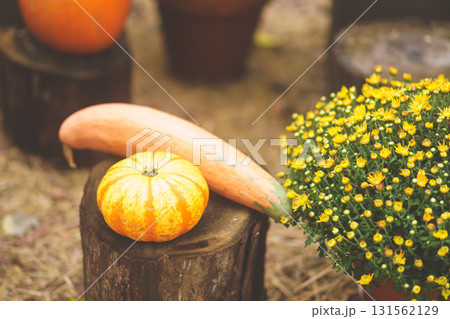 箱根のハロウィンのカボチャ 箱根のハロウィンのカボチャ 131562129