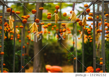 箱根のハロウィンのカボチャ 131562132