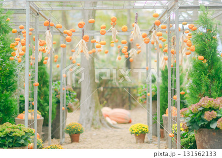 箱根のハロウィンのカボチャ 箱根のハロウィンのカボチャ 131562133