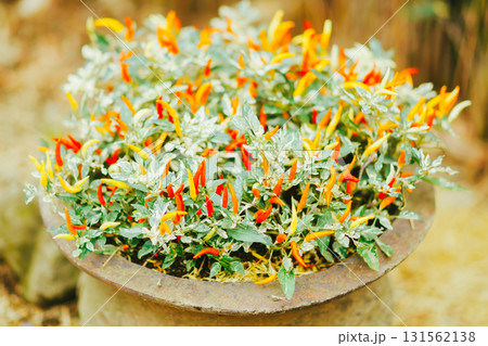 箱根のハロウィンのカボチャ 箱根のハロウィンのカボチャ 131562138