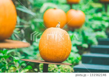 箱根のハロウィンのカボチャ 箱根のハロウィンのカボチャ 131562146