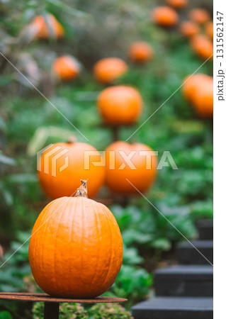 箱根のハロウィンのカボチャ 箱根のハロウィンのカボチャ 131562147